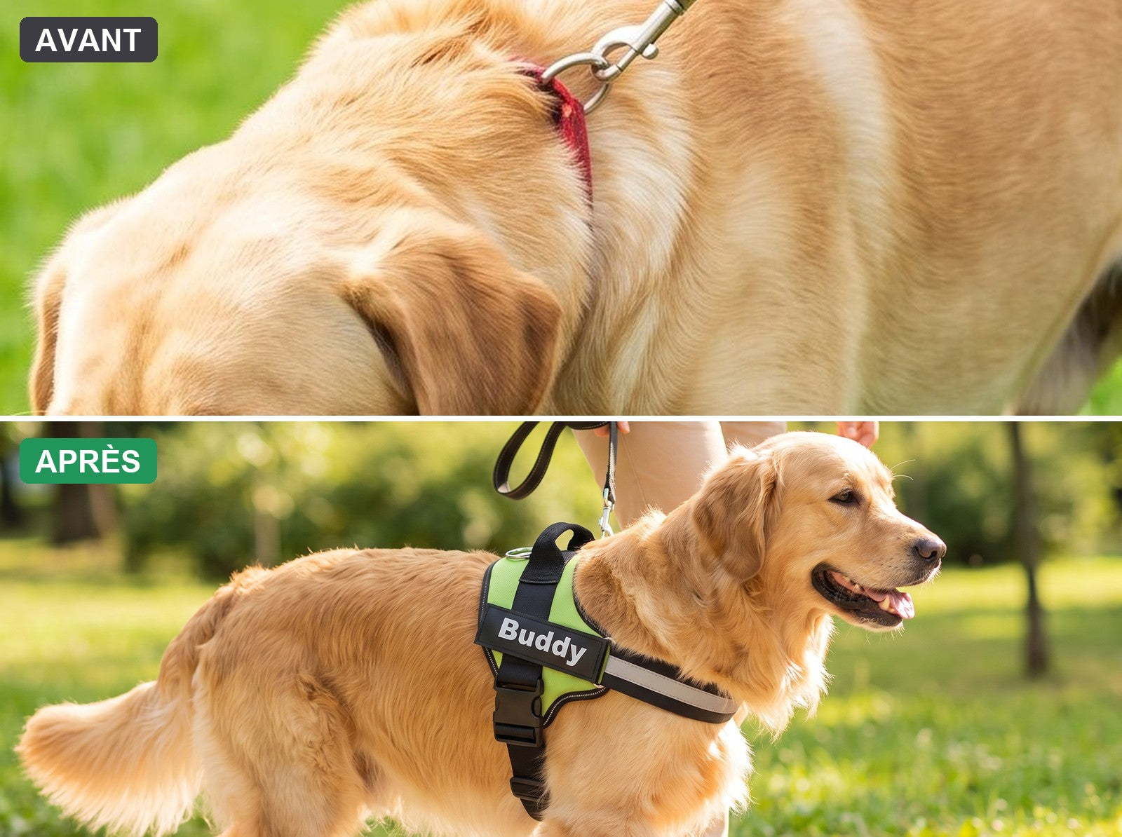 Avant : chien qui tire, tension sur le cou au collier. Après : chien apaisé portant le harnais anti-traction Wooflex vert