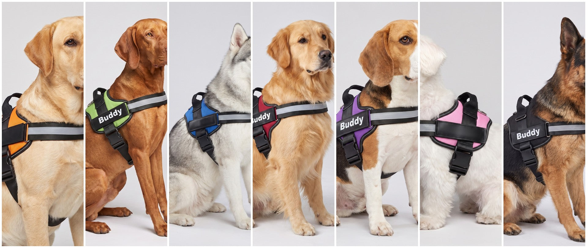 Sept chiens de gabarits différents portant chacun un coloris du harnais Wooflex